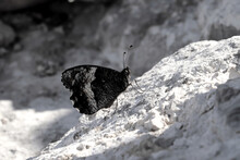 Grayscale Shot Of A Butterfly Sitting On A Rock