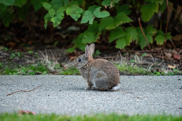 side portrait of a cute grey bunny sitting on the ground in front of the bushes