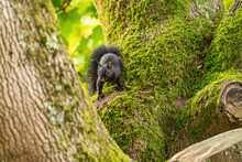 One Cute Grey Squirrel Running Down The Tree Trunk Covered With Green Mosses
