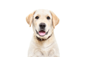 Wall Mural - Portrait of a cute Labrador puppy, looking at camera, isolated on white background