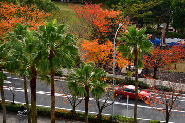 Sticker - 明海児童公園の紅葉