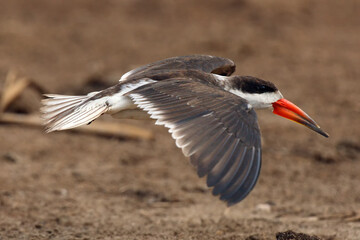 Wall Mural - The African skimmer (Rynchops flavirostris), portrait of a flying bird A large African skimmer with a red beak sails over a brown swampy ground.