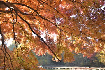 Canvas Print - 震生湖の紅葉