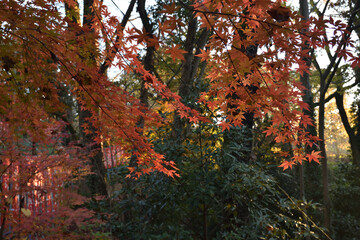 Poster - 参道の紅葉