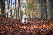 Small West Highland White Terrier Runs Through The Autumn Forest