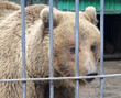 An adult brown bear lives in a cage. Dangerous wild predator.