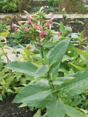 Poster - Nicotiana tabacum | Tabac cultivé ou herbe à nicot aux fleurs en panicules vert-jaunatre, blanc et rose sur tige dressée aux grandes feuilles vert pâle