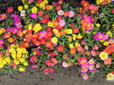 Fototapeta Zachód słońca - Top view of many multicolored Japanese Rose (Portulaca grandiflora) blossom texture background, other names include Mose Rose, Portulaca Rose and Sun Plant.