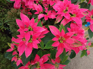 Wall Mural - Close-up many Poinsettia (Euphorbia pulcherrima)  flower blossom with green nature blurred background.