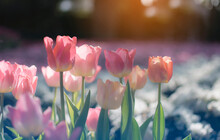 Pink White Tulips Field With Sun Light And Blurred Flower Garden And Bokeh Background.