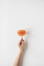 Female Hand Holding Ginger Dahlia Flower On White Background. Top View, Flat Lay Minimal Creative Floral Concept.