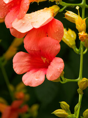 Canvas Print - Amerikanische Klettertrompete oder Trompetenwind - Campsis radicans - mit rot und orangefarbige trompetenähnliche Blüten