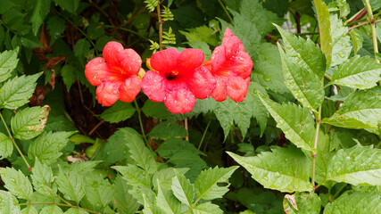 Canvas Print - Tiefroten Blüten der Amerikanische Klettertrompete 'Stromboli' (Campsis radicans) mit langen hellgrün gefiedert Laubblätter mit gezähnten Rändern