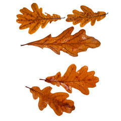 Wall Mural - Collection of wet brown oak leaves isolated on a white background.
