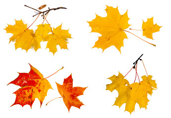 Wall Mural - Collection of colorful autumn maple leaves and branches isolated on a white background. Top view.