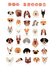 Canvas Print - Vector cartoon dog breeds. Cute doodle illustration. Set of different dog faces, front view on white background