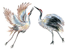 Hand Drawn Watercolor Gouachewildlife Inspired By Japan Crane Bird Flying And Dancing On White