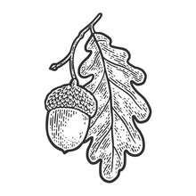 Acorn With Oak Leaf Sketch Engraving Vector Illustration. T-shirt Apparel Print Design. Scratch Board Imitation. Black And White Hand Drawn Image.