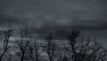 Wall Mural - Silhouette dead tree on dark dramatic sky and gray clouds. Dark sky and dead tree background for Halloween day. Dead tree branches with stormy sky. Leafless tree. Background for sad and lonely moment.