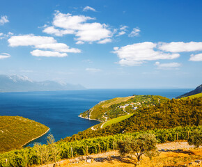 Attractive summer scene overlooking the vineyards.