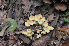 Closeup Shot Of Honey Mushrooms