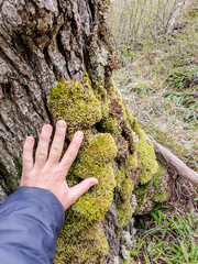 Vertical closeup shot of a male hand on a moss-covered tree trunk