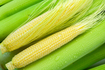 Wall Mural - Baby corn husks, baby corn, white background