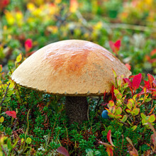 Вirch Bolete (Leccinum Scabrum), Edible Mushroom On The Tundra In The Fall. Kola Peninsula, Russia.