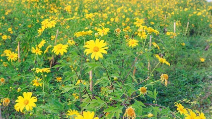 Wall Mural - field of Mexican sunflower 