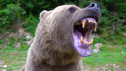 the bear prepares to attack shows its jaw with teeth and is ready to attack. slow motion