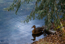 A Lone Wild Duck On A Lake Near The Shore Under The Branches Of A Green Willow