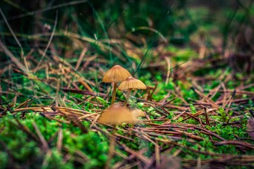 mushrooms in the grass