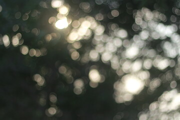 Wall Mural - Blur bokeh green bokeh abstract light background Blurred nature background. with color and bright sun light. 