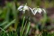© Iva - Galanthus nivalis common snowdrop early springtime flowering plant, group of small white flowers in bloom on the meadow