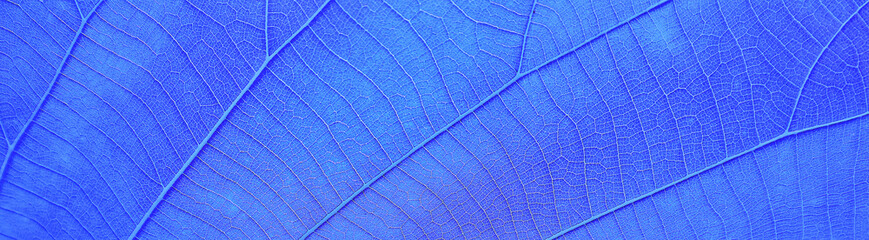 Wall Mural - Abstract blue leaf background