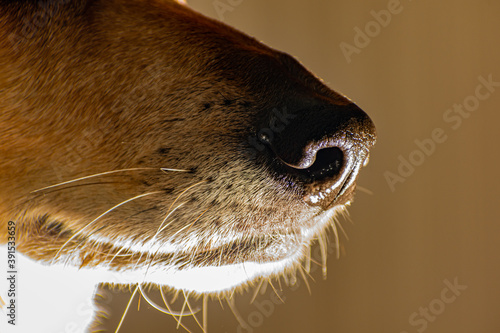 Fotomural Closeup shot of a dogs nose and whiskers