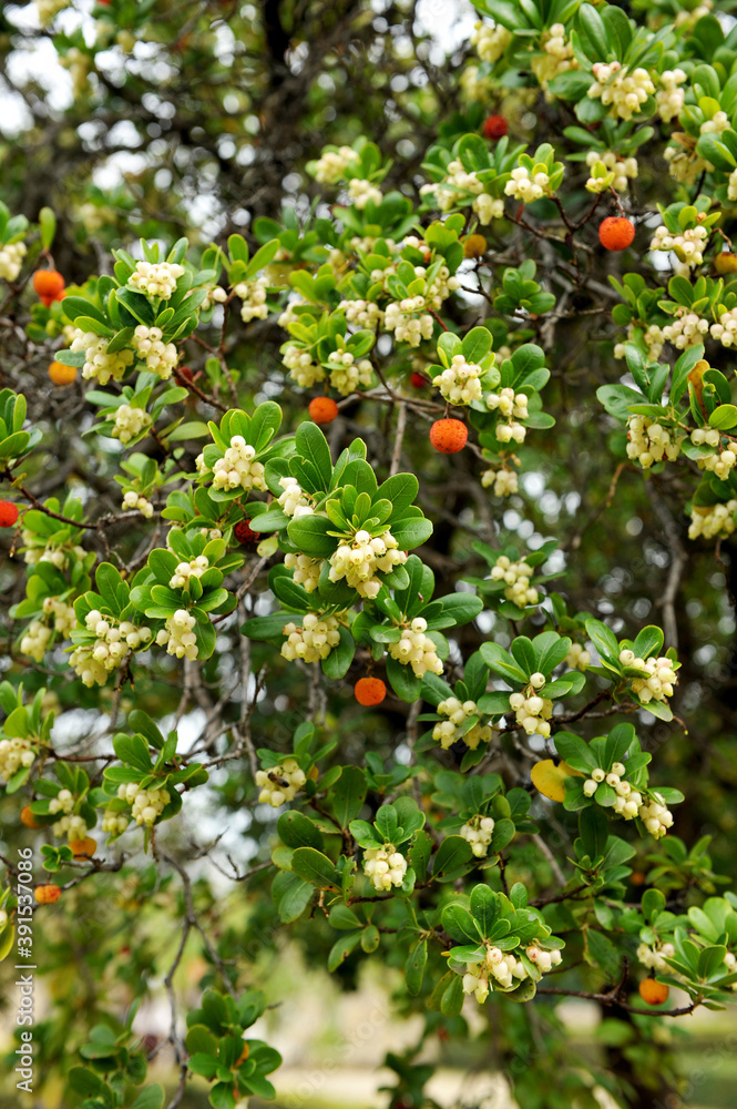 El madroño (Arbutus Unedo) es una especie de arbusto de la familia ...