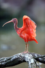 Wall Mural - The scarlet ibis (Eudocimus ruber) with wings spread