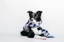 Studio Portrait Of A Cute Puppy Dog Border Collie With Checkered Scarf Around The Neck Isolated On White Background. Dog In Clothes. Dog In Winter Or Autumn. Puppy In Cold Weather.