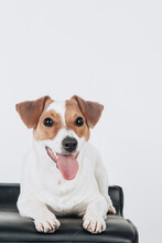 Studio Portrait Of A Puppy Dog Jack Russell Terrier Lying Down On A Black Chair And Smiling On White Background.