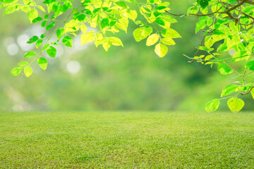 Wall Mural - nature spring grass background texture.