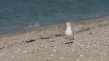 Seagull Stands On A Beach And Takes Off In Slow Motion