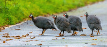 Guinea Fowl In The UK