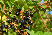 Red And Black Wild Blackberries Bushes And Branches On Green Leaves Background In The Garden During A Sunny Summer Day. This Red Fruit Is Known For Its Antioxidant Power.