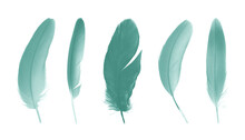 Beautiful Collection Dark Green  Colors Tone Feather Isolated On White Background ,trends Color
