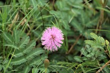 Mimosa Nuttallii (sensitive Brier), Pink Texas Wildflower, Texas, USA. Flowers Of The Sensitive Plant, The Nuttall's Sensitive-brier On Blur Background.  Wild Pink Grass Flower In Full Bloom.
