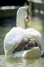 Close Up Of A Swan Carrying Several Cygnets On Its Back