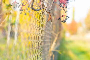 Metal mesh and wild grapes with blurred background from autumn landscape