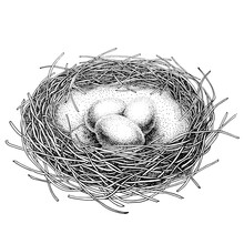 Nest With Three Eggs. Engraving Style. Black Ink Pen. Black And White.