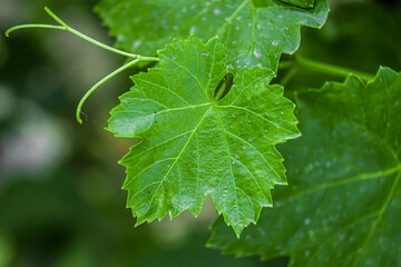 A green vine grape leaf close-up in a blurry foliage background